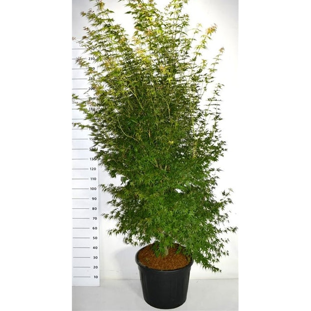 Japansk lönn – Acer palmatum 'Katsura' - C70 200-225 cm.